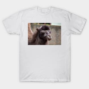 Close up of a camel's head T-Shirt